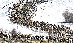 Idaho emergency deer/elk feeding