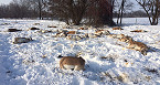 Idaho Pronghorn Deaths Blamed on Japanese Yew 