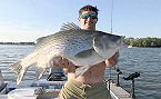 Illinois Anglers Catches New State-Record Hybrid Striped Bass