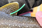 Wyoming Pup’ulation Control Contest for Lake Trout at Buckboard Marina