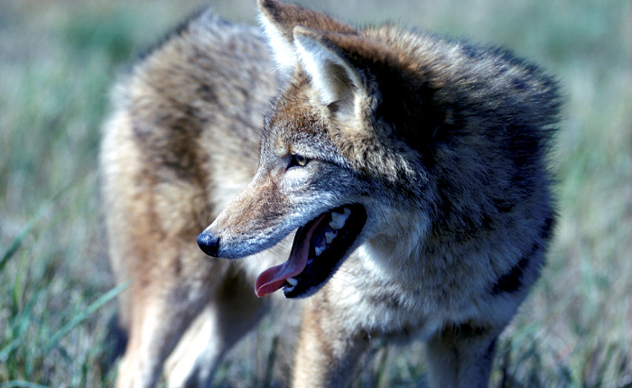 MDC Propose Changes to Coyote Hunting and Invasive Species Control