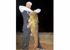 Pennsylvania Angler Reels in State Record Flathead Catfish