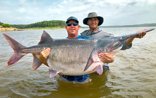 Oklahoma Angler Snags Potential World Record Paddlefish at Keystone Lake