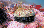 California Recreational Red Abalone Fishery to Remain Closed Until 2026
