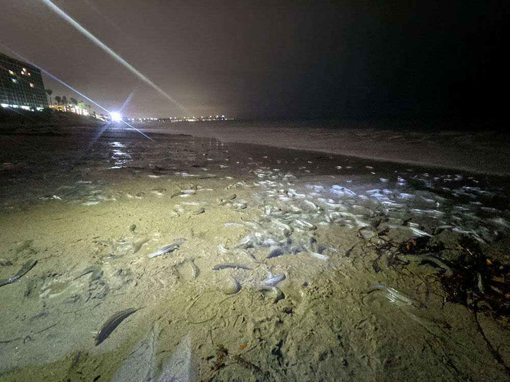 New California Grunion Season And Limit Regulations