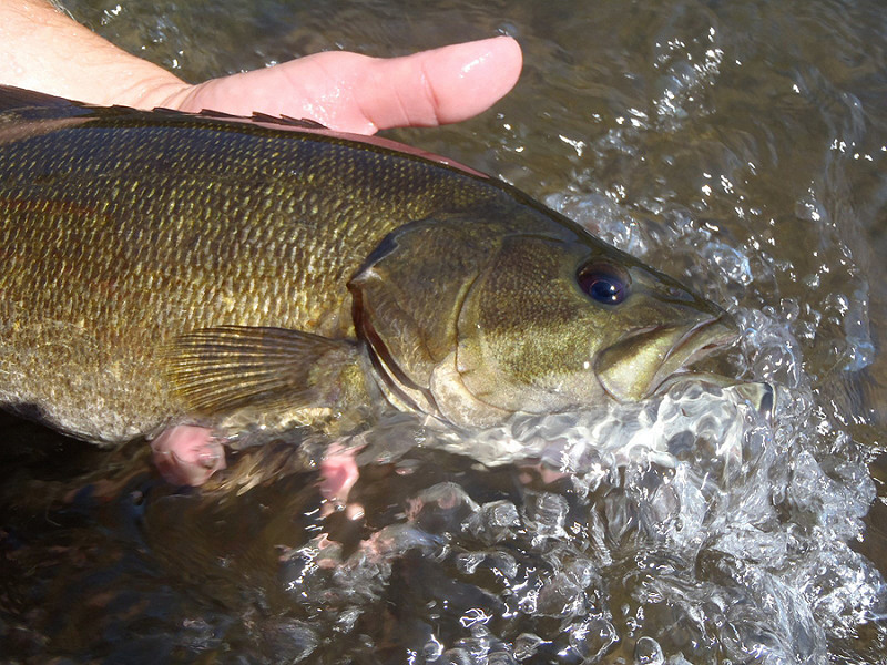 Wisconsin 2022 Northern Zone Smallmouth Bass Season Opens