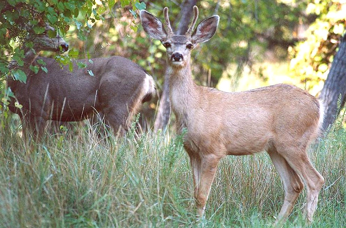 Mule Deer Hunting Available in Interior Alaska