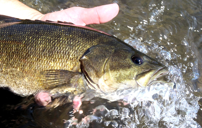 Tips for Catching Mid-Summer Bass