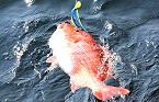 Alabama Private Anglers To Get One More Opportunity at Red Snapper