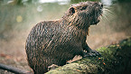 LDWF Increases Bounty for Coastwide Nutria Control Program