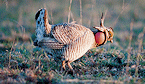 Kansas lesser prairie chicken