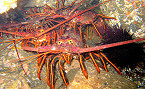 California Spiny Lobster Report Cards Due by April 30 