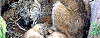 Momma Lynx with kits