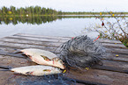 Minnesota 2018 Whitefish, Tullibee Sport-Netting Opens Nov 1st