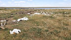 Montana Hailstorm Pummels Big Lake WMA Waterfowl