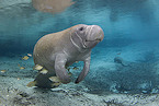Manatee
