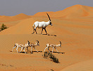 United Arab Emirates Open to International Hunting