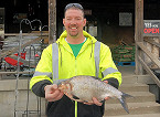 MO record gizzard shad