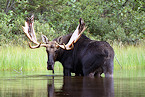 Idaho Seeking Input on Proposed Moose Management Plan