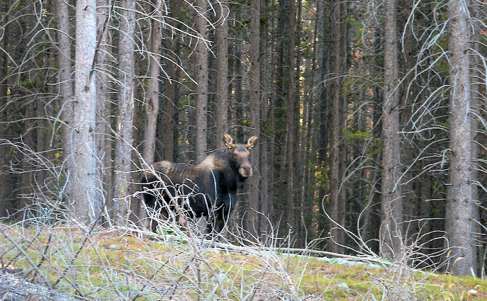 Apply for Maine 2020 Moose Hunting Lottery by May 14