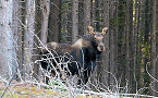 Apply for Maine 2020 Moose Hunting Lottery by May 14