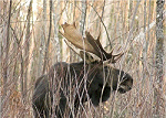 Moose in woods side view