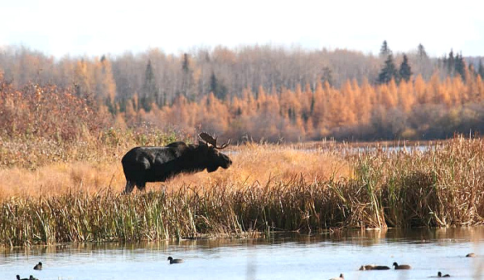 All-Inclusive Hunting in Saskatchewan, Canada: