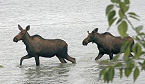 Scientists say Parasites Carried by Deer Killing off Minnesota Moose Population
