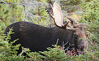 Apply for Maine 2019 Moose Hunting by May 15