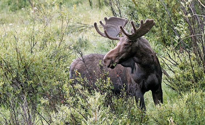 Montana 2020 Special Big Game Drawing Deadlines Reminder