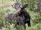 Newfoundland 2019 Moose Hunting