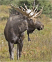 Bull moose