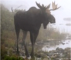 Minnesota Moose Population Improves But Remains Low