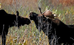 pair of moose