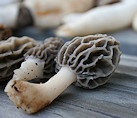 Morel mushrooms
