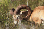 Hawaii mouflon sheep