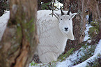 Alaska mountain goat