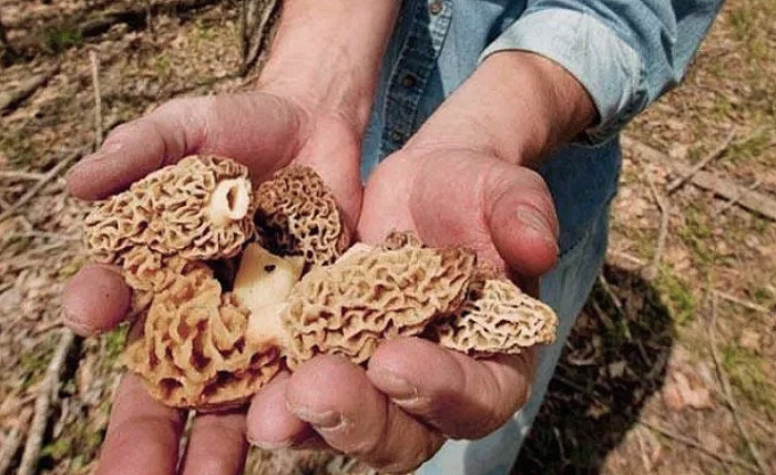 A Guide to Hunting Morel Mushrooms