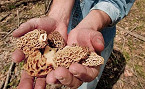 A Guide to Hunting Morel Mushrooms
