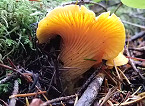 Tips on Better Mushroom Hunting