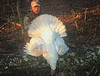 NC Rare wild white turkey