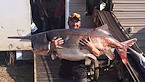ND record paddlefish