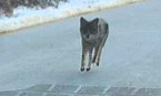 New Hampshire Man Kills Rabid Coyote by Hand
