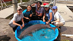 New York Researchers Catch 139-Pound Sturgeon in Oneida Lake