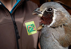 Oregon DFW Considering 5-Year Framework for Upland Bird Hunting Seasons