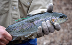 Oregon tagged trout fishing