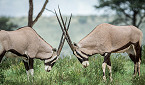 New Mexico African Oryx Hunting