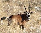 oryx