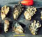 Texas oyster harvesting