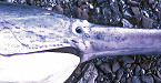 Iowa 2019 Paddlefish License on Sale Dec 15 for Missouri & Big Sioux River 